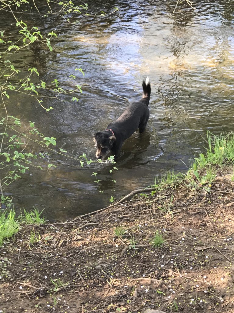 Geliebte Hundenase Seite 2 Mehr als eine Geschichte über den Umgang